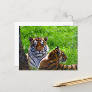 Amur Tijgers Ansichtkaart Briefkaart