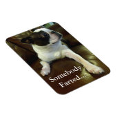 Amusant Farting Boston Terrier Magnet (Côté Droit)