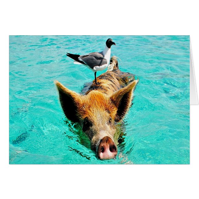Amusez ensemble cay staniel nager cochon seagull f (Devant horizontal)