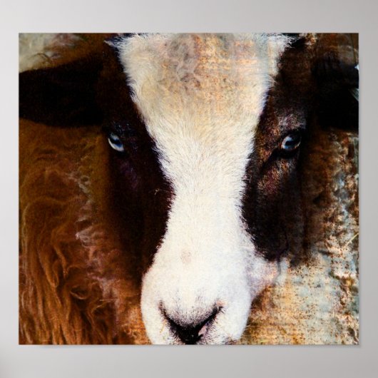 Amy The Ewe Poster (Voorkant)
