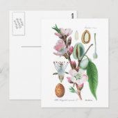 Amygdalus communis (Almond) Briefkaart (Voorkant / Achterkant)