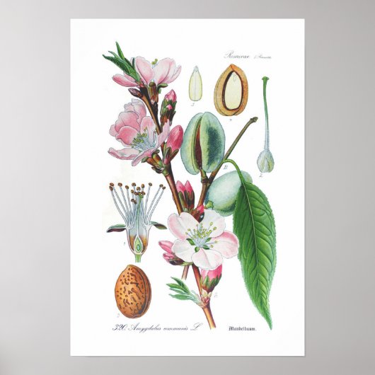 Amygdalus communis (Almond) Poster (Voorkant)