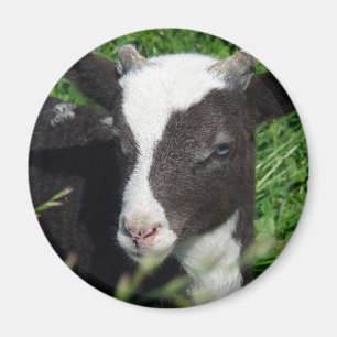 Amy's Lamb Magneet