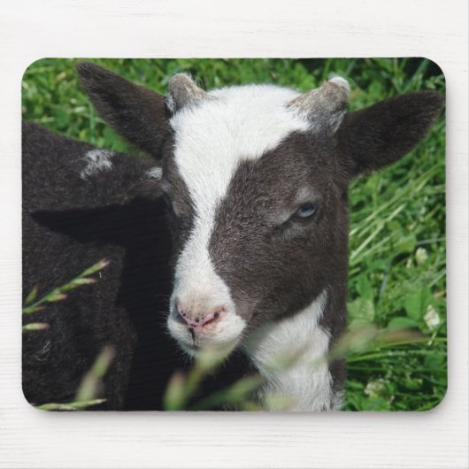 Amy's Lamb Muismat (Voorkant)