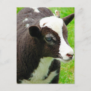 Amy's Lamb Oil Paint Effect Briefkaart