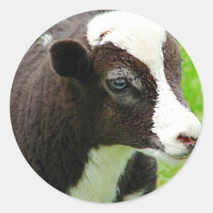 Amy's Lamb Oil Paint Effect Ronde Sticker