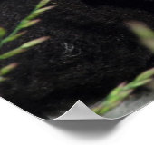 Amy's Lamb Poster (Hoek)