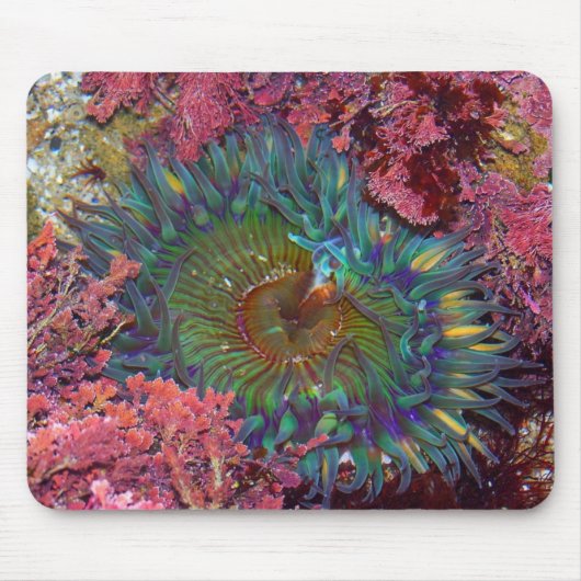 Amzing Green Anemone Muismat (Voorkant)