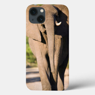 An African Elephant (Afrika) Walks iPhone 13 Hoesje
