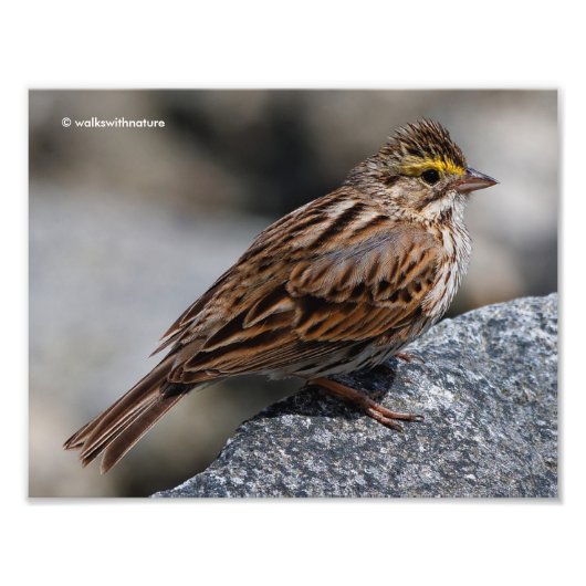 An Inquisitive Savannah Sparrow Foto Afdruk (Voorkant)