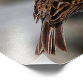 An Inquisitive Savannah Sparrow Foto Afdruk (Hoek)