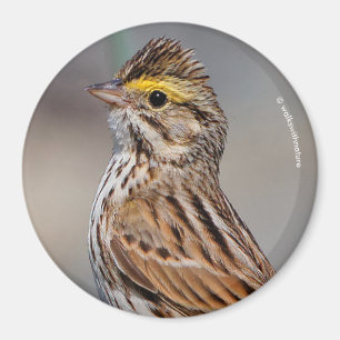 An Inquisitive Savannah Sparrow Magneet