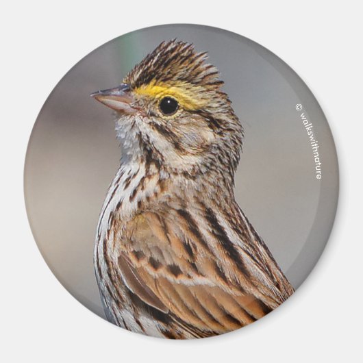 An Inquisitive Savannah Sparrow Magneet (Voorkant)