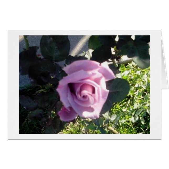 Ana Rose (Devant horizontal)