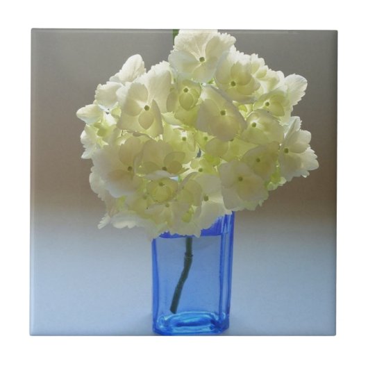 anabelle hydrangea tegeltje (Voorkant)