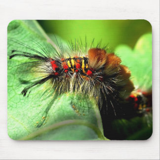 Anacapa Island Tussock Moth Caterpijler Muismat