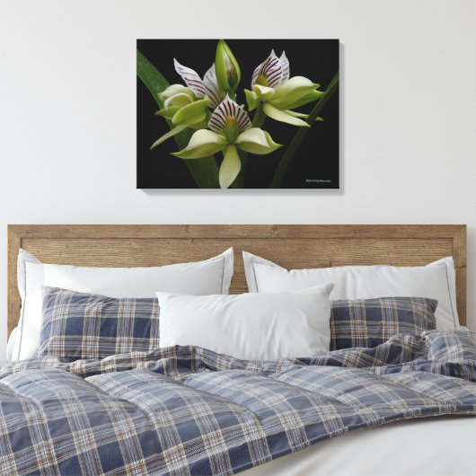 Anacheilium Chacoense Canvas Afdruk (Insitu (Slaapkamer))