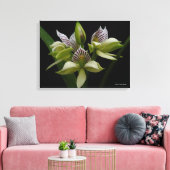 Anacheilium Chacoense Canvas Afdruk (Insitu (Woonkamer))