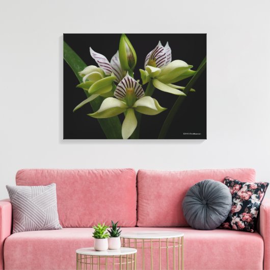 Anacheilium Chacoense Canvas Afdruk (Insitu (Woonkamer))