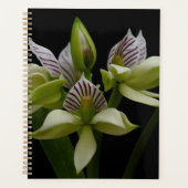 Anacheilium Chacoense Planner (Voorkant)