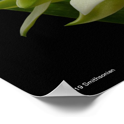 Anacheilium Chacoense Poster (Hoek)