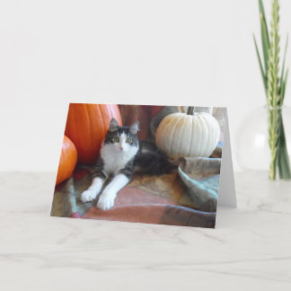 Anakin Twee Benige Kat & Pompoenen Herfst Kat Kaar Kaart