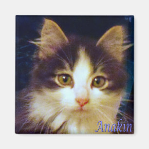 Anakin Two Legged Cat, Cute Kitten Square Magnet Magneet