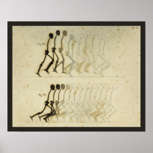 Analyse Beenruggengraatgrafiek Poster