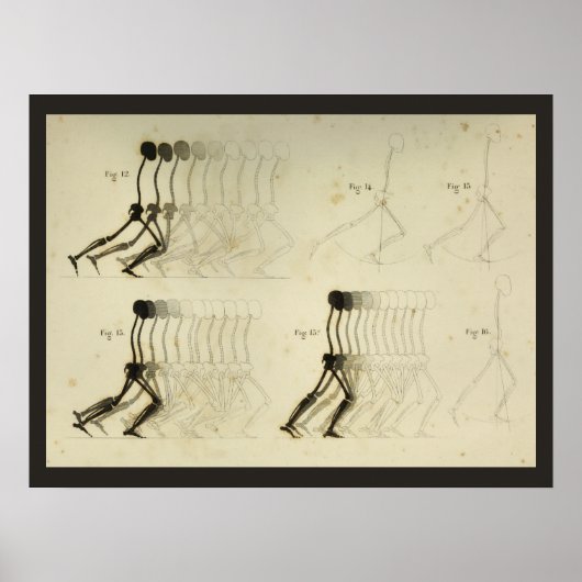 Analyse Beenruggengraatgrafiek Poster (Voorkant)