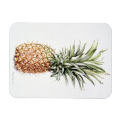 Ananas 1997 magneet (Horizontaal)