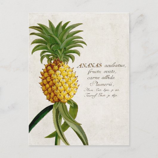 ananas briefkaart (Voorkant)