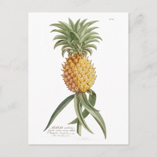 ananas briefkaart (Voorkant)