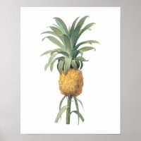 ananas (Bromelia ananas) van Redouté