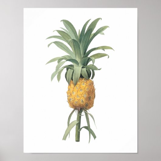 ananas (Bromelia ananas) van Redouté Poster (Voorkant)
