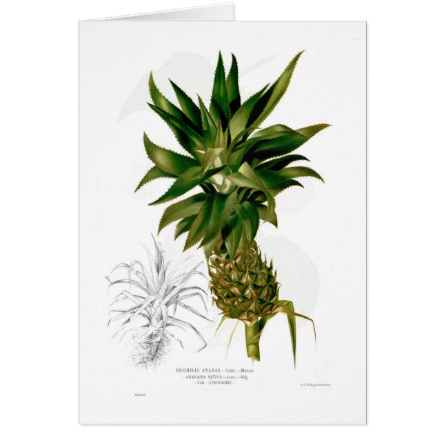Ananas comosus (Voorkant)