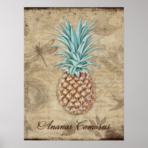 Ananas Comosus - Natuurgeschiedenis Poster