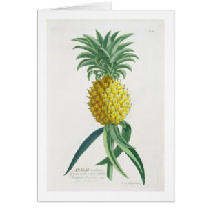 Ananas gegraveerd door Johann Jakob Haid (1704-67)