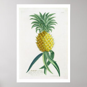 Ananas gegraveerd door Johann Jakob Haid (1704-67) Poster