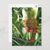 Ananas in het Oerwoud Briefkaart (Voorkant / Achterkant)