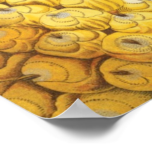 Ananas met uitbreiding poster (Hoek)