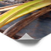 Ananas Plant Poster (Hoek)