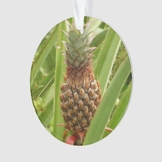 Ananas sauvage Fruit tropical dans la nature (devant)