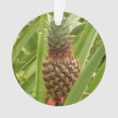 Ananas sauvage Fruit tropical dans la nature (devant)