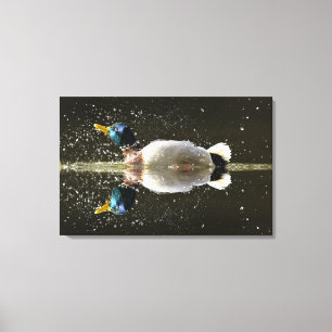 (Anas platyrhyncus),na afschudden van water Canvas Afdruk