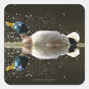 (Anas platyrhyncus),na afschudden van water Vierkante Sticker