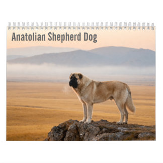 Anatolian Shepherd Dog 2027 Wandkalender Kalender