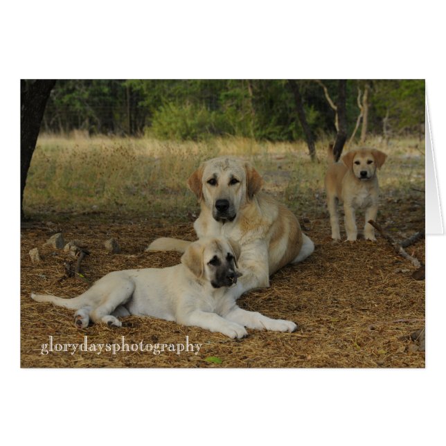 Anatolian Shepherd dogs (Voorkant Horizontaal)