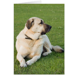 Anatolian Shepherd Relaxing in gras