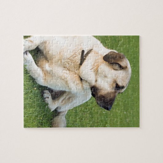 Anatolian Shepherd Relaxing in gras Legpuzzel (Horizontaal)