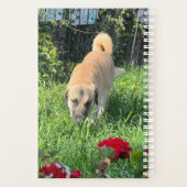 Anatolien Berger Chien Planificateur (Dos)